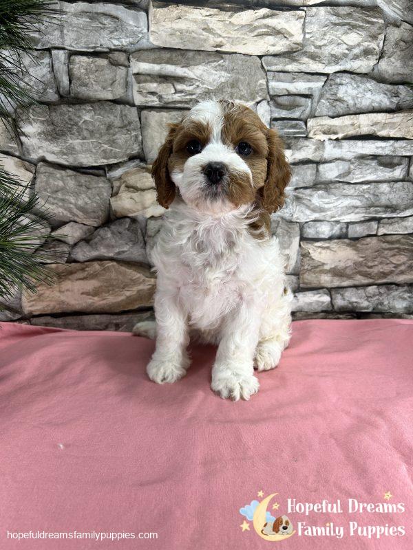 Ms. Ribbon the F1 Cavapoo - Image 7