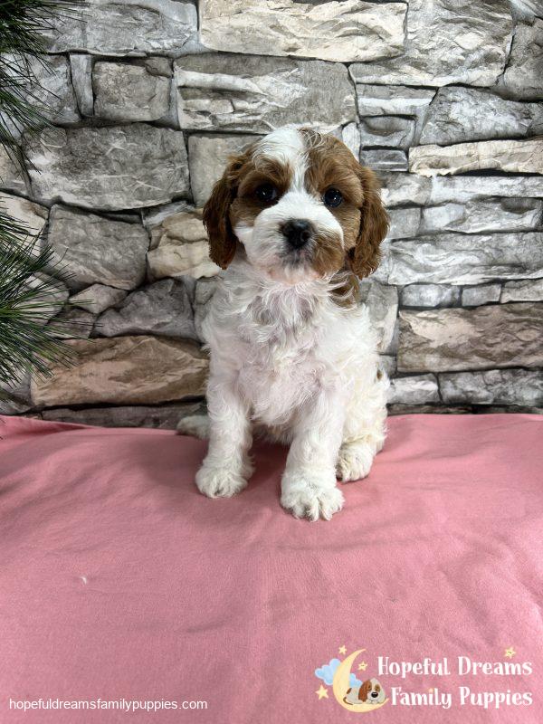 Ms. Ribbon the F1 Cavapoo - Image 6