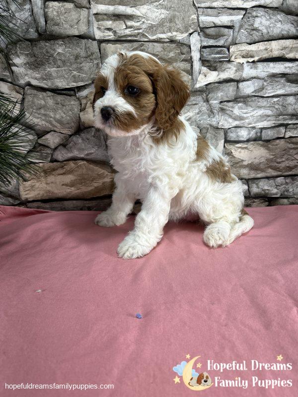Ms. Ribbon the F1 Cavapoo - Image 5