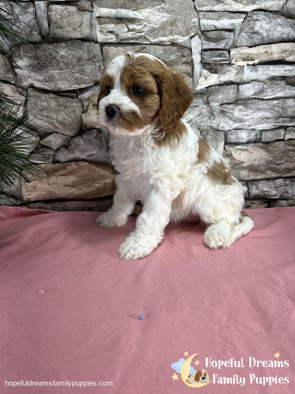 Ms. Ribbon the F1 Cavapoo