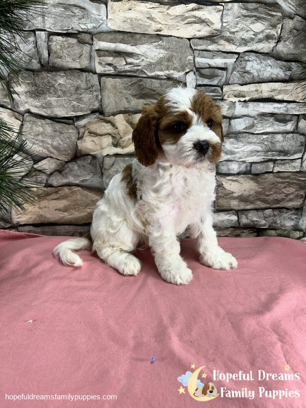 Ms. Ribbon the F1 Cavapoo - Image 3