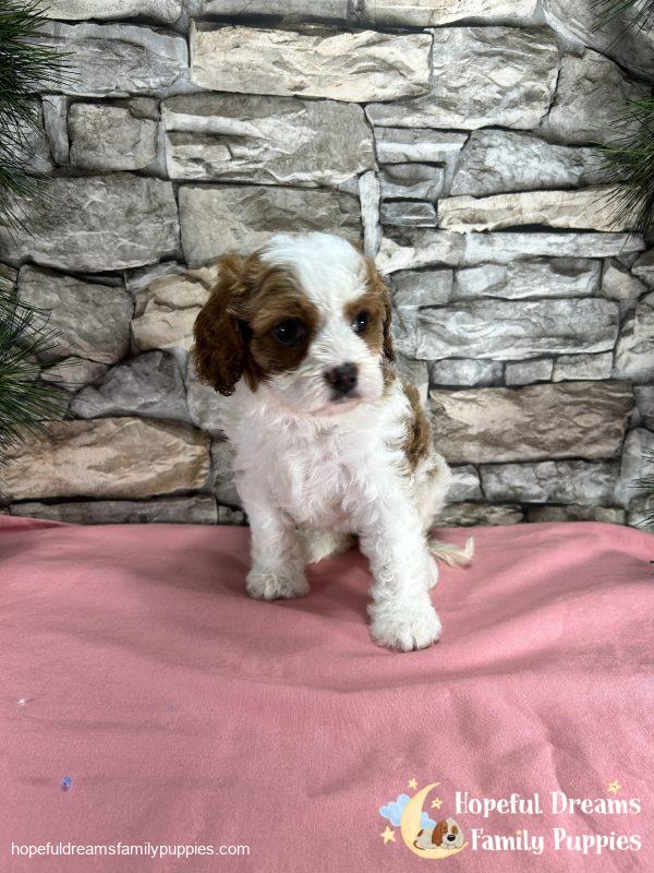 Ms. Raya the F1 Cavapoo - Image 5