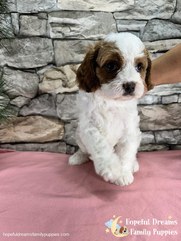 Ms. Raya the F1 Cavapoo