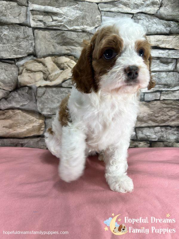 Ms. Raya the F1 Cavapoo - Image 3