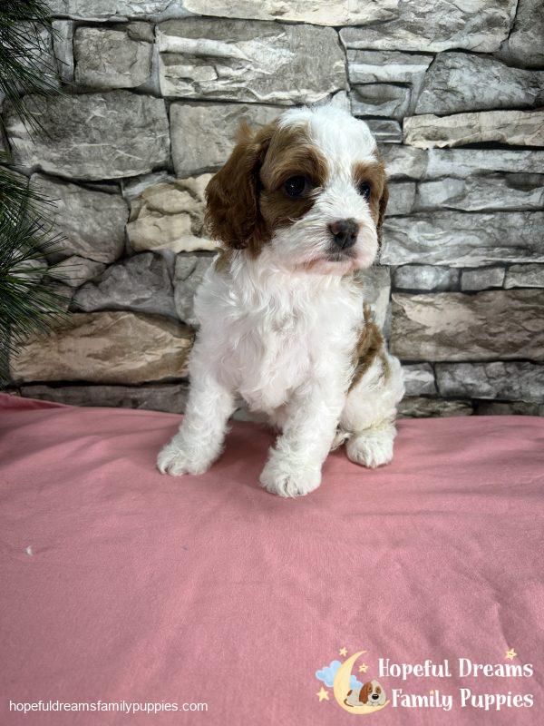 Ms. Raya the F1 Cavapoo - Image 2