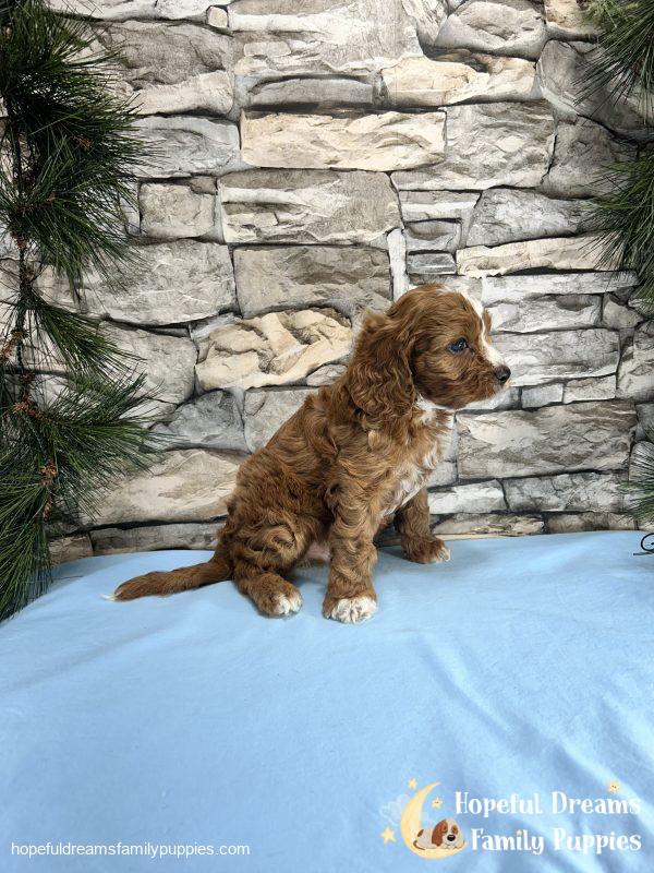 Mr. Robio the F1 Cavapoo - Image 2