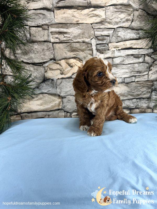 Mr. Robio the F1 Cavapoo - Image 7