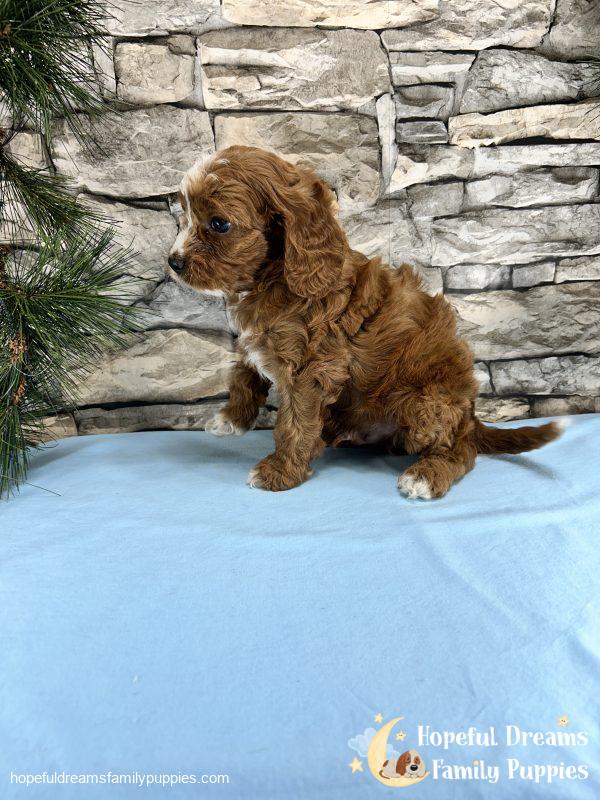 Mr. Robio the F1 Cavapoo