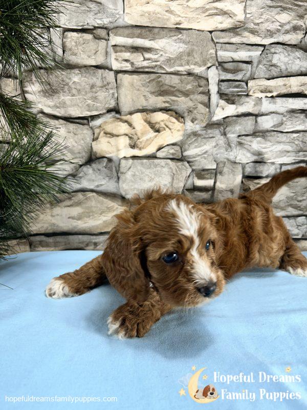 Mr. Robio the F1 Cavapoo - Image 5