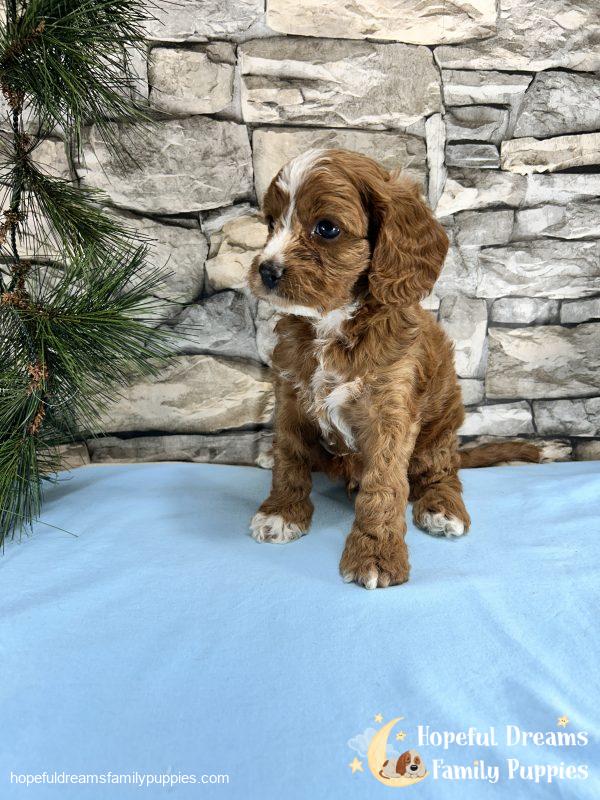 Mr. Robio the F1 Cavapoo - Image 4