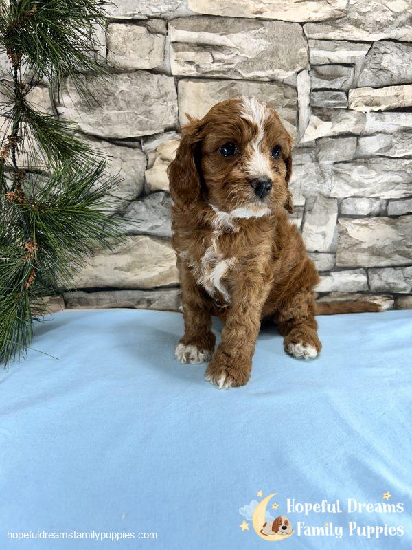 Mr. Robio the F1 Cavapoo - Image 3