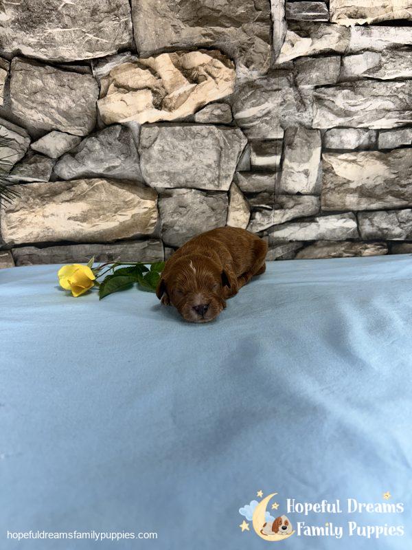 Mr. Mickie the F1 Cavapoo - Image 2