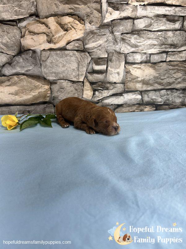 Mr. Mickie the F1 Cavapoo - Image 3