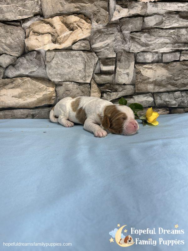 Mr. Max the F1 Cavapoo - Image 3