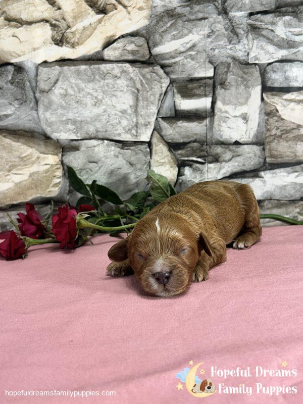 Ms. Misty the F1 Cavapoo - Image 2