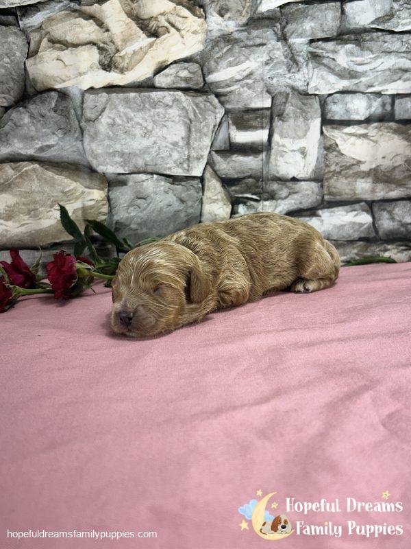 Ms. Muffin the F1 Cavapoo - Image 2