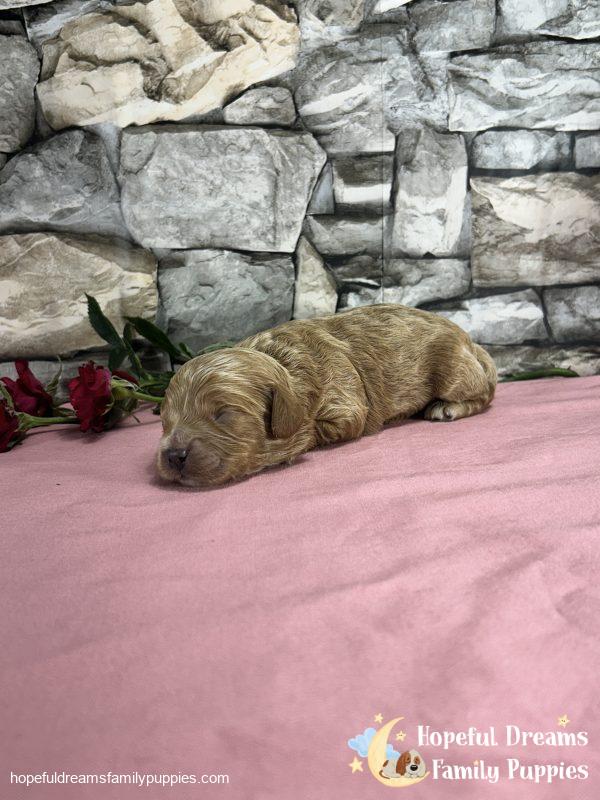 Ms. Muffin the F1 Cavapoo