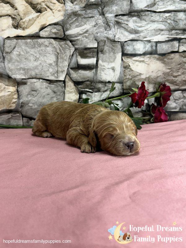 Ms. Muffin the F1 Cavapoo - Image 4