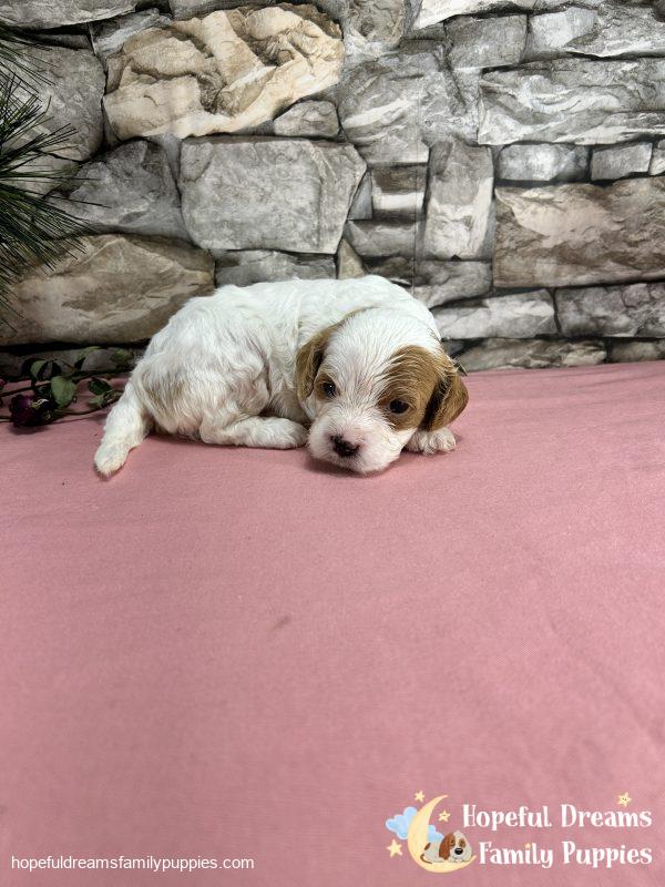 Ms. Marsha the F1 Cavapoo - Image 4