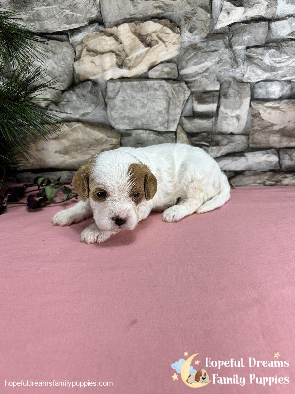 Ms. Marsha the F1 Cavapoo