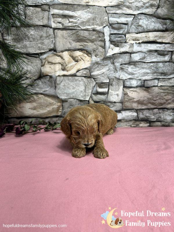Ms. Muffin the F1 Cavapoo - Image 2