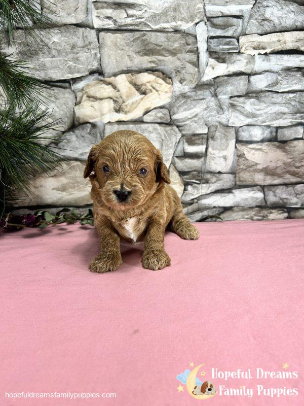 Ms. Muffin the F1 Cavapoo - Image 5