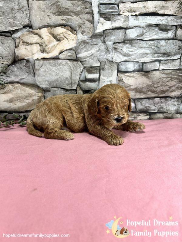 Ms. Muffin the F1 Cavapoo - Image 4