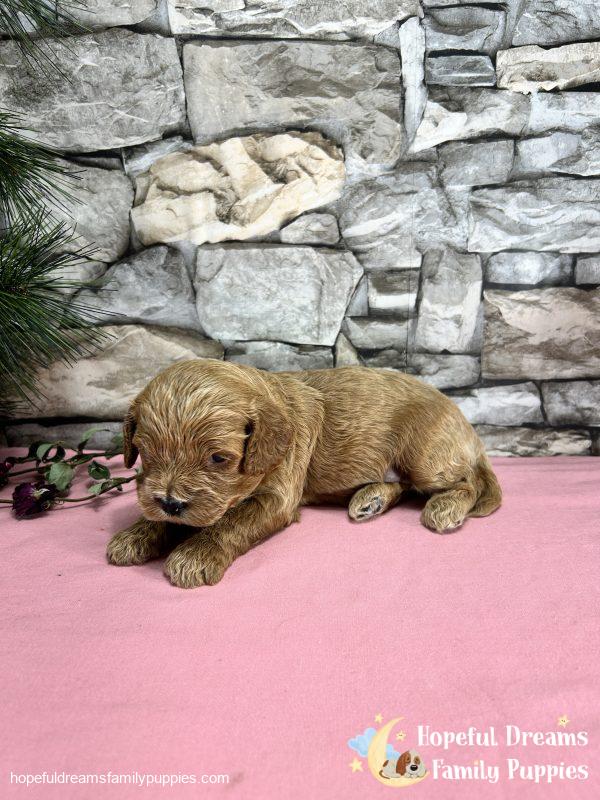 Ms. Muffin the F1 Cavapoo