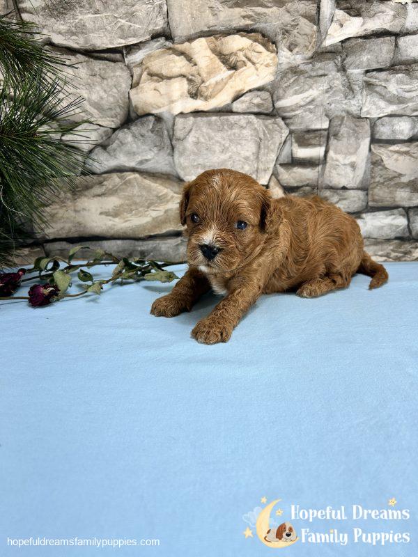 Mr. Mickie the F1 Cavapoo