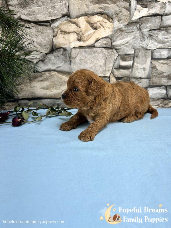Mr. Mickie the F1 Cavapoo - Image 6