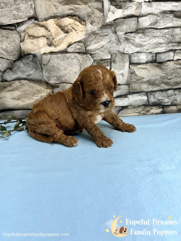 Mr. Mickie the F1 Cavapoo - Image 5