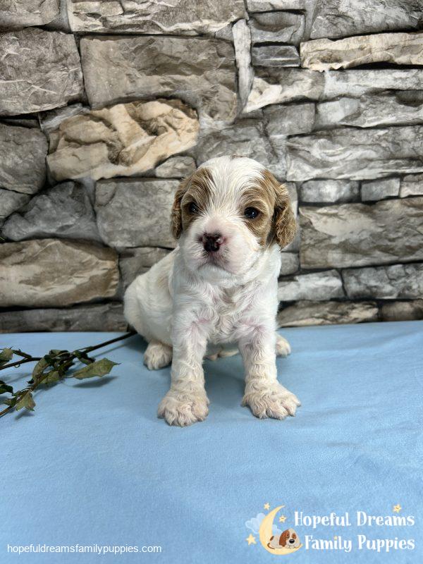 Mr. Murphy the F1 Cavapoo