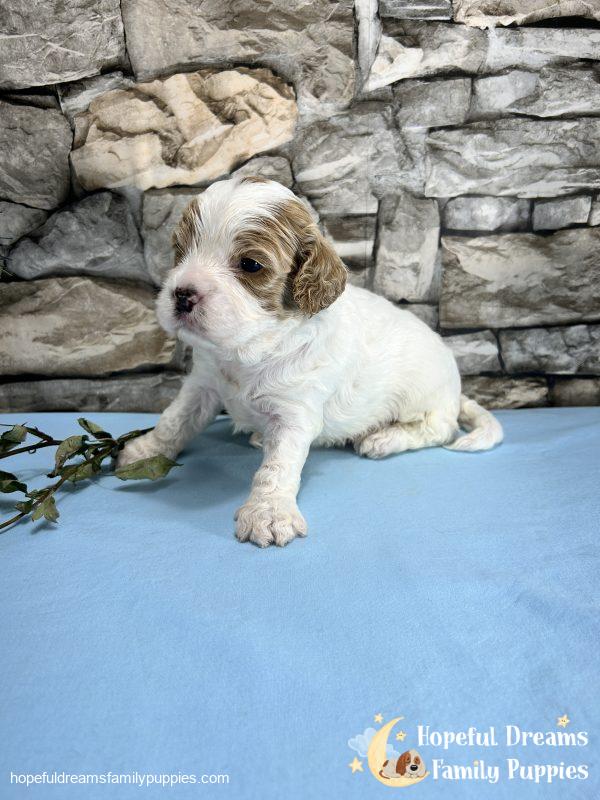 Mr. Murphy the F1 Cavapoo - Image 9