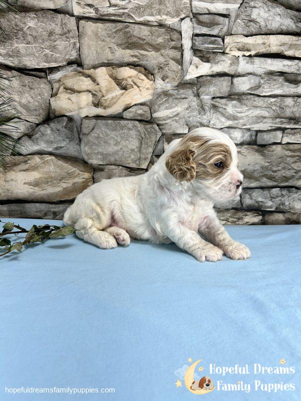 Mr. Murphy the F1 Cavapoo - Image 7