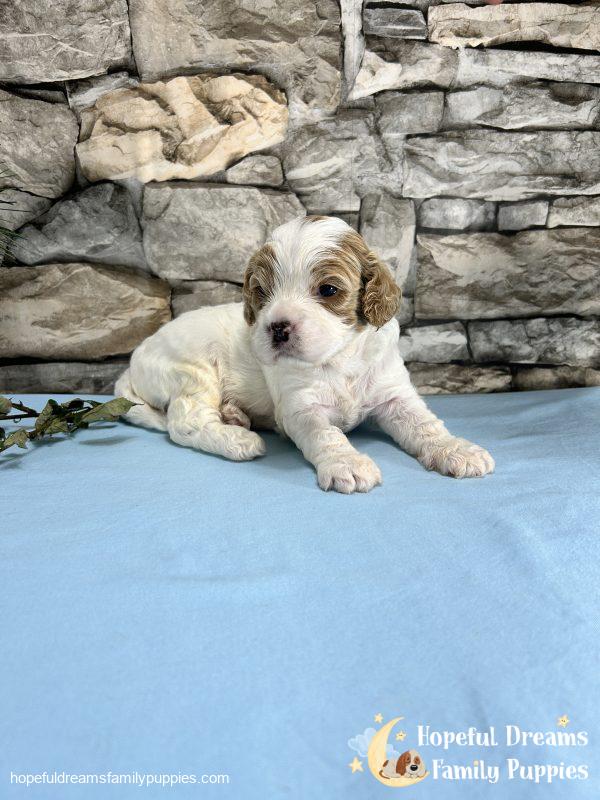 Mr. Murphy the F1 Cavapoo - Image 6