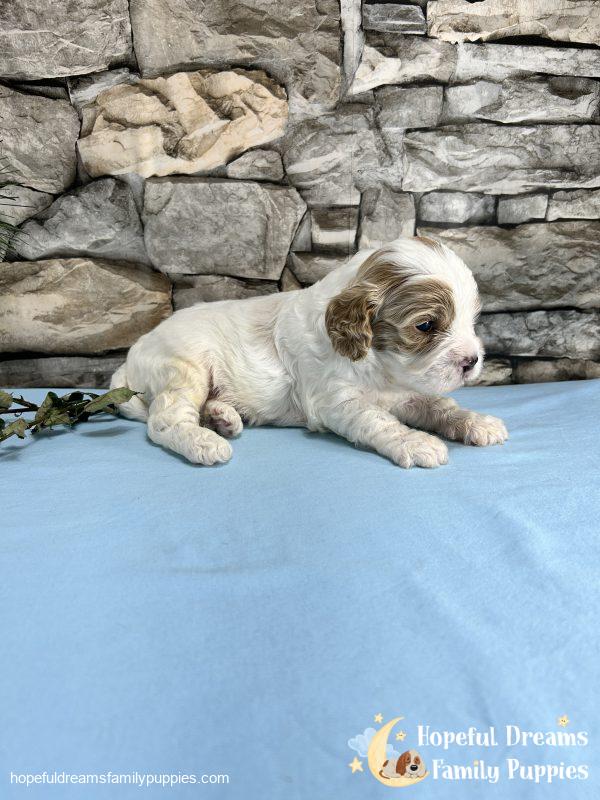 Mr. Murphy the F1 Cavapoo - Image 5