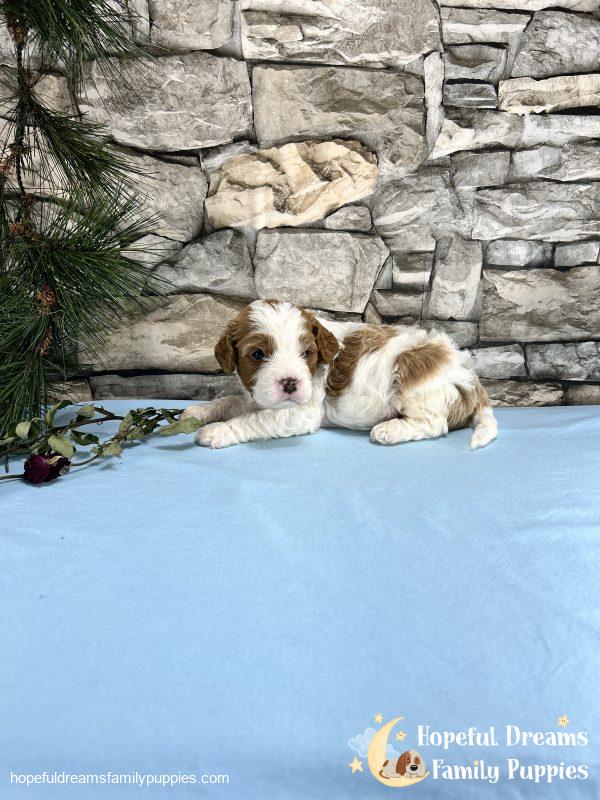 Mr. Max the F1 Cavapoo - Image 5