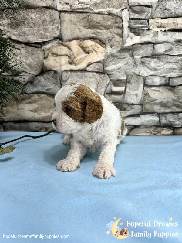 Mr. Max the F1 Cavapoo