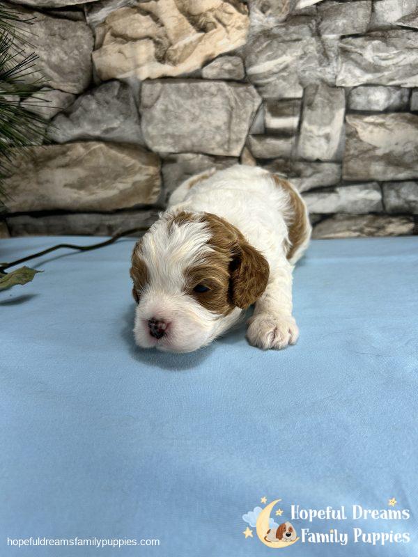 Mr. Max the F1 Cavapoo - Image 8