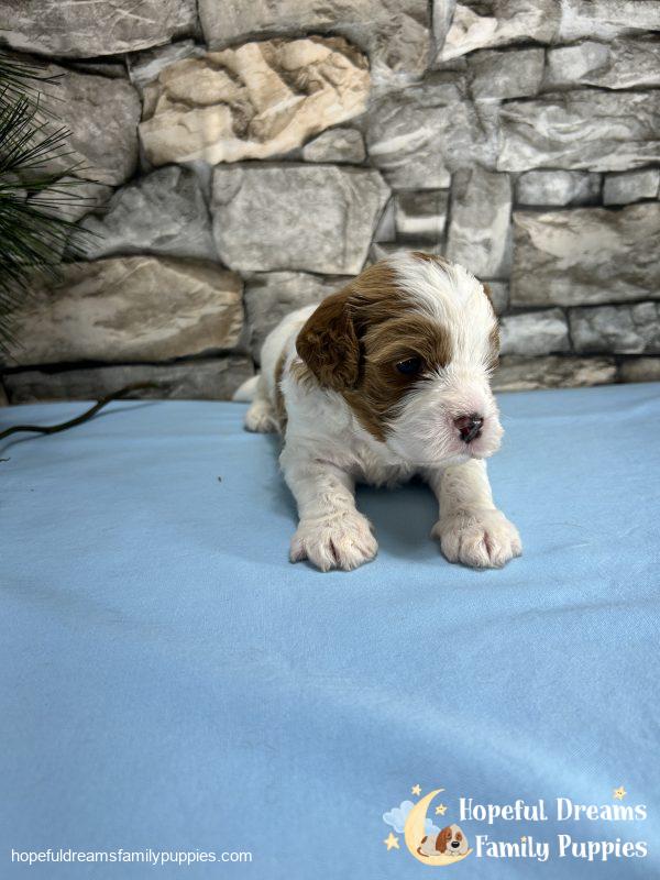 Mr. Max the F1 Cavapoo - Image 7