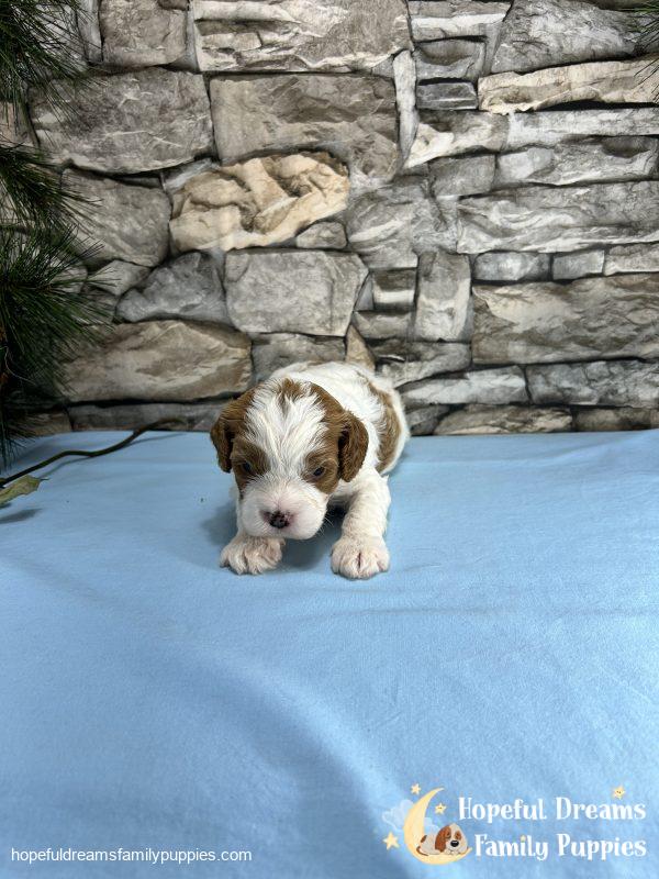 Mr. Max the F1 Cavapoo - Image 10