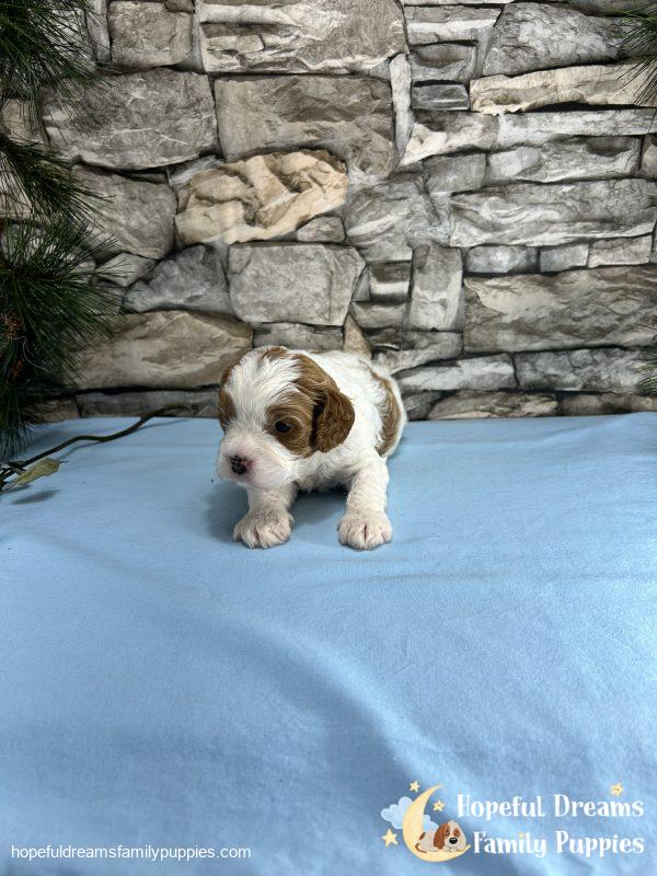 Mr. Max the F1 Cavapoo - Image 9