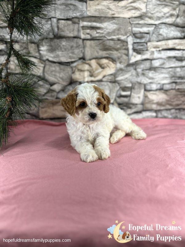 Ms. Marsha the F1 Cavapoo - Image 2