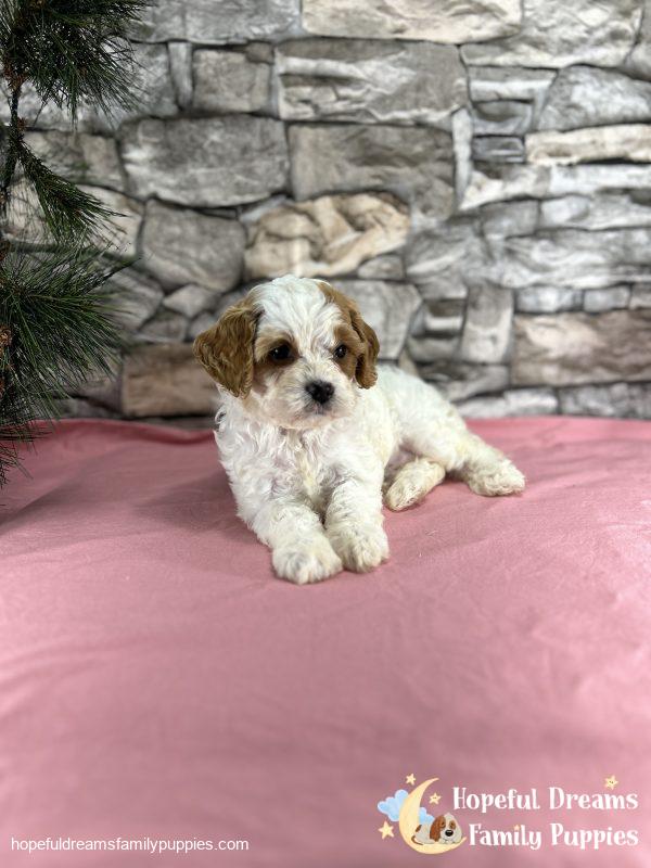 Ms. Marsha the F1 Cavapoo - Image 3