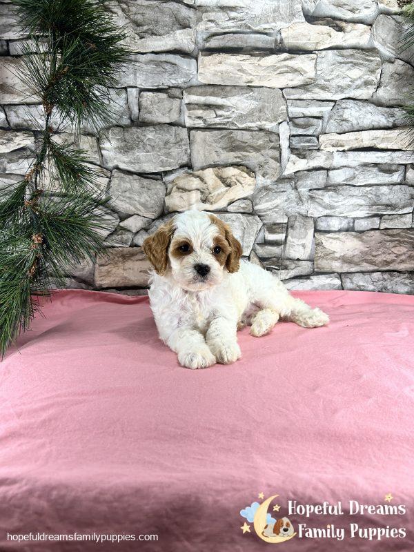Ms. Marsha the F1 Cavapoo - Image 4