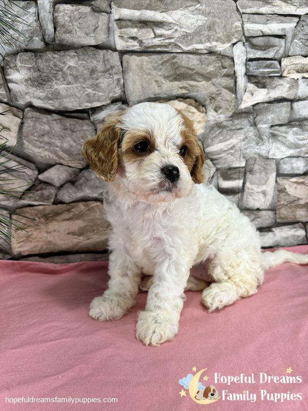 Ms. Marsha the F1 Cavapoo - Image 6