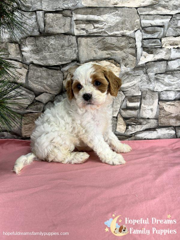Ms. Marsha the F1 Cavapoo