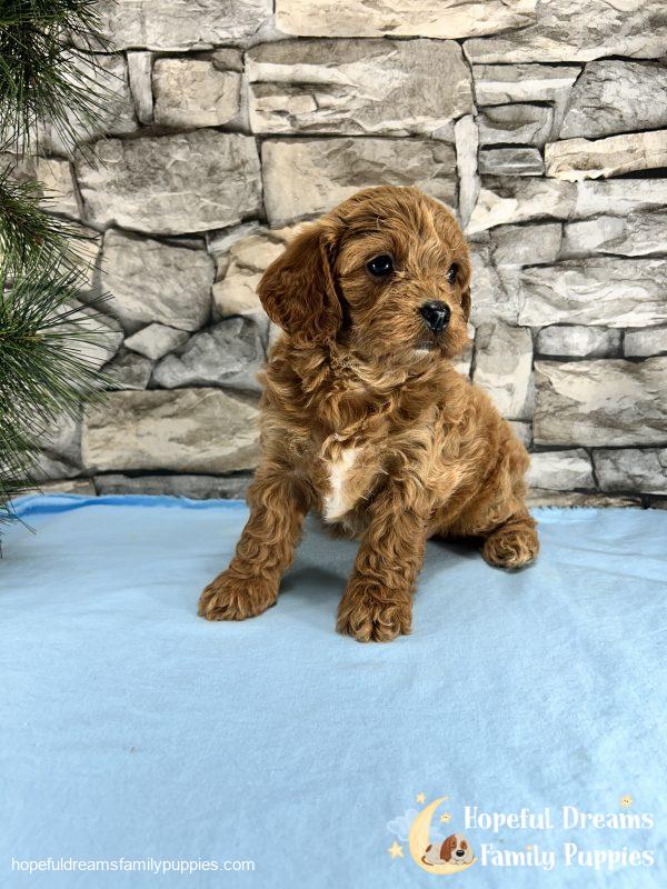 Ms. Muffin the F1 Cavapoo - Image 2