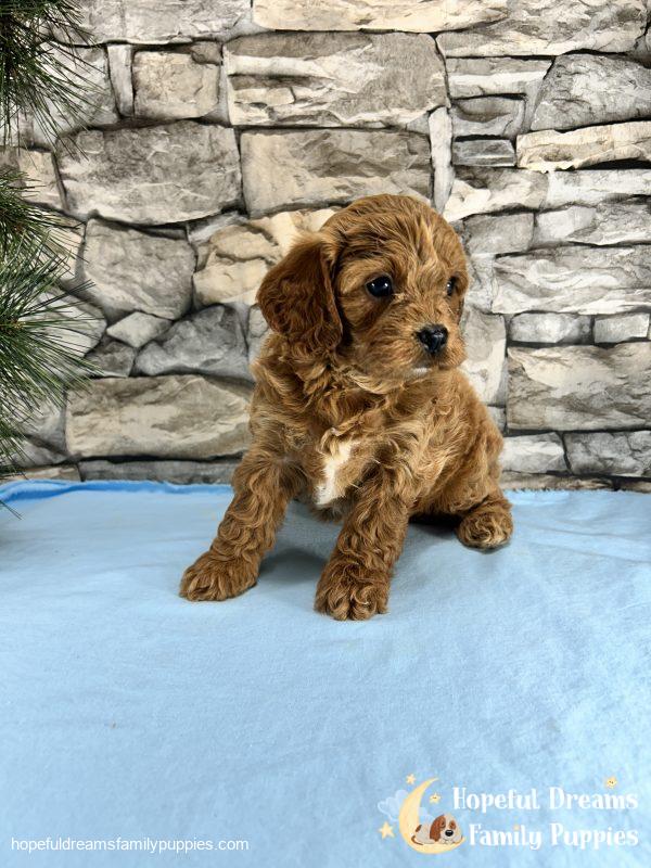 Ms. Muffin the F1 Cavapoo - Image 3