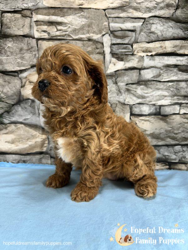 Ms. Muffin the F1 Cavapoo - Image 4